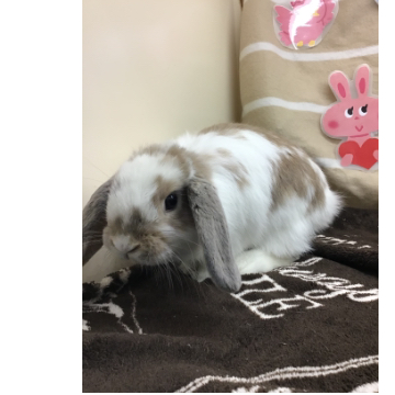 animal_image