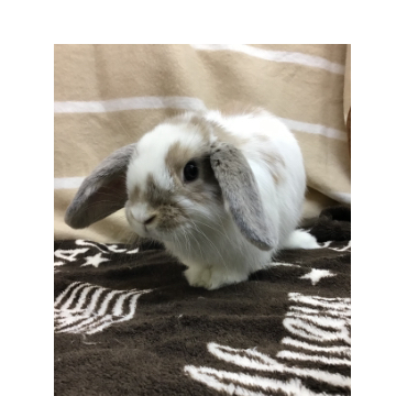 animal_image