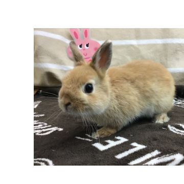 animal_image