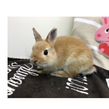 animal_image