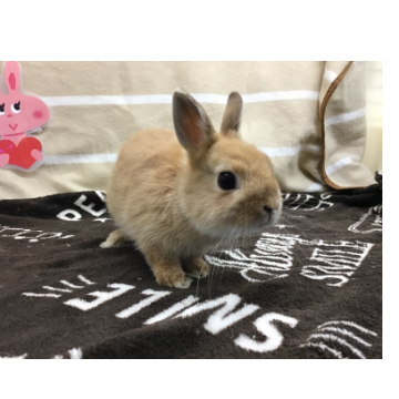 animal_image