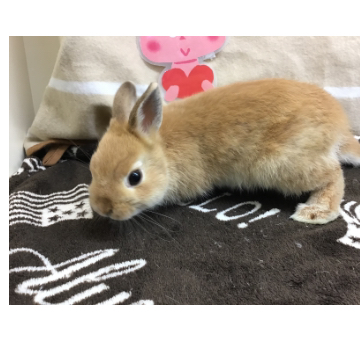 animal_image