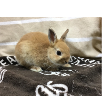 animal_image