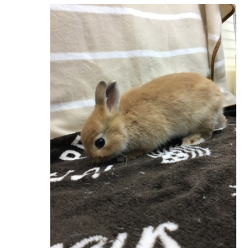animal_image