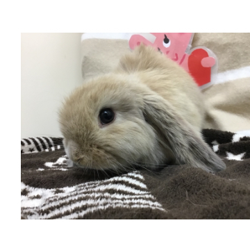 animal_image