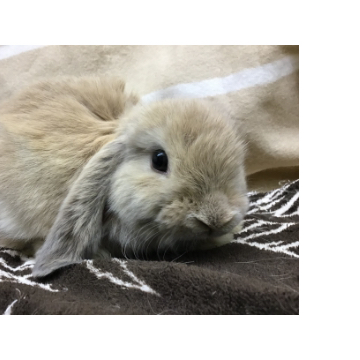 animal_image