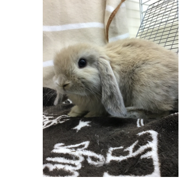 animal_image