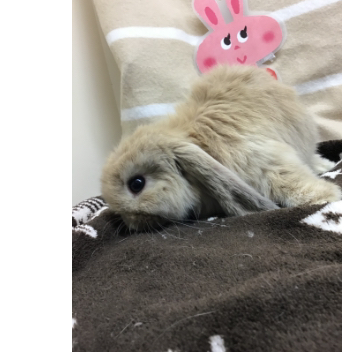 animal_image