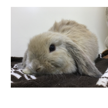 animal_image