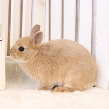 animal_image