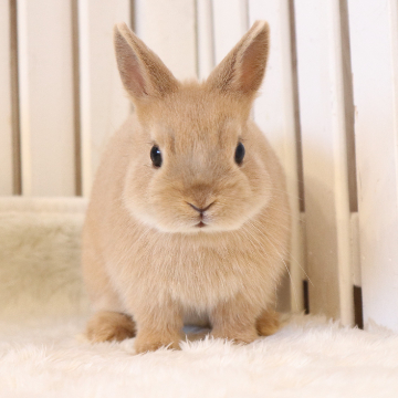 animal_image