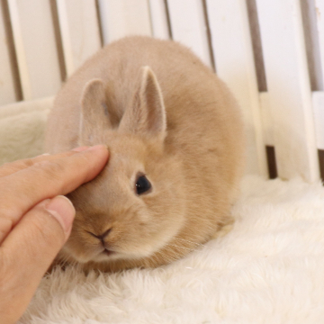 animal_image