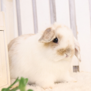 animal_image