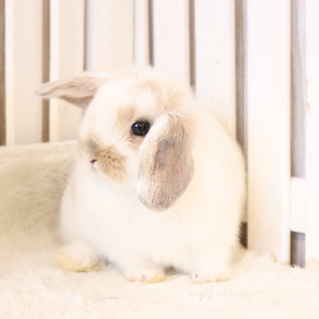 animal_image