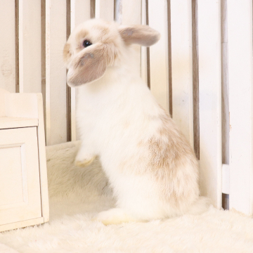 animal_image