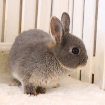 animal_image