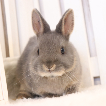 animal_image