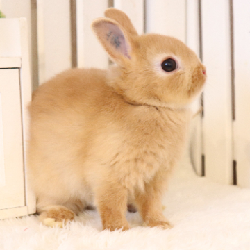 animal_image