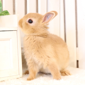 animal_image