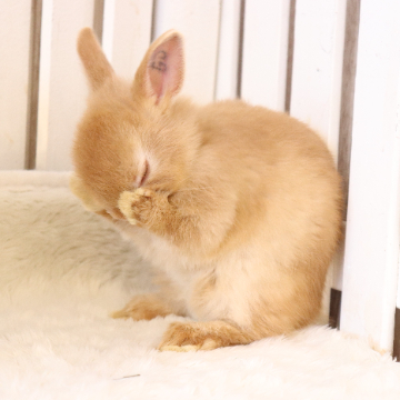 animal_image
