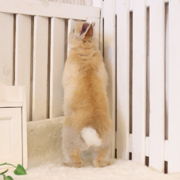 animal_image