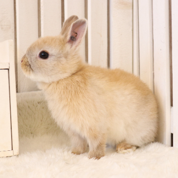 animal_image