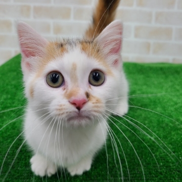 animal_image