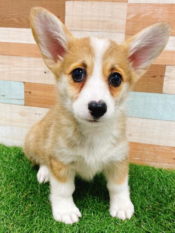 animal_image
