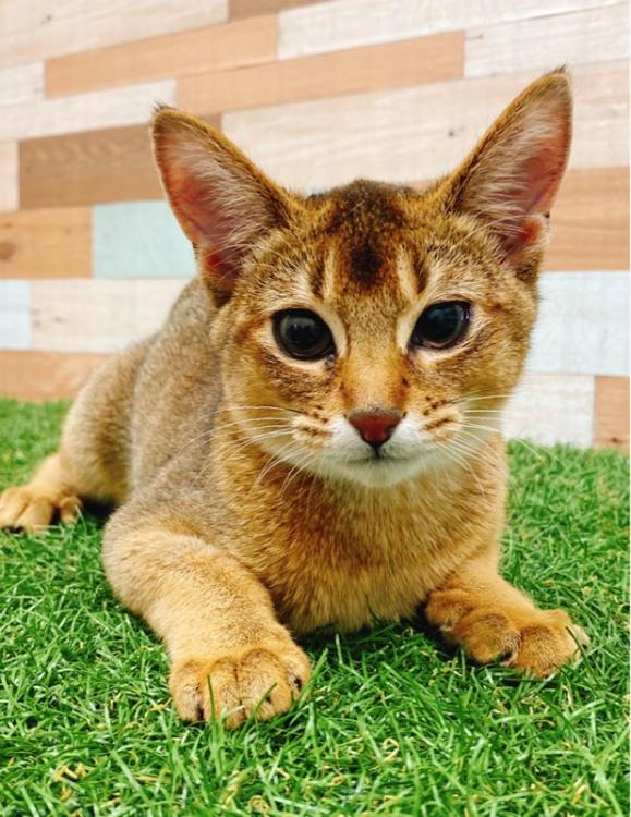 animal_image