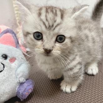 animal_image