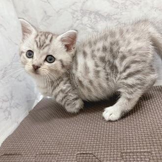 animal_image