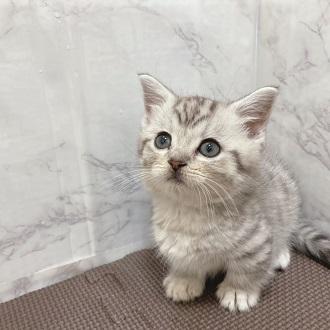 animal_image