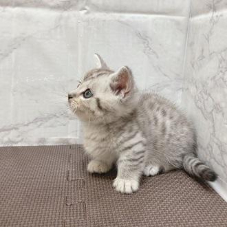 animal_image