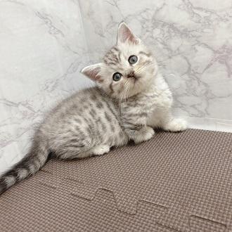 animal_image