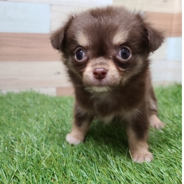 animal_image