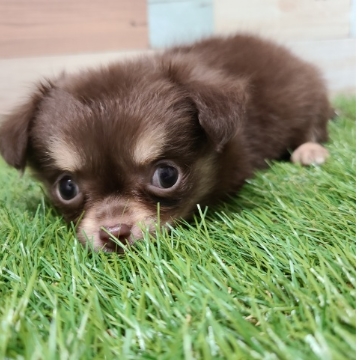 animal_image