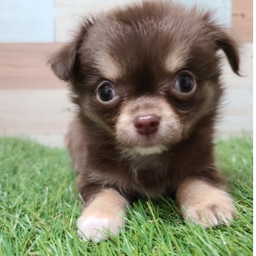 animal_image