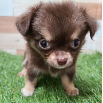 animal_image