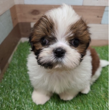 animal_image