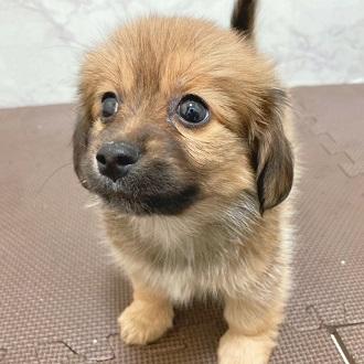animal_image