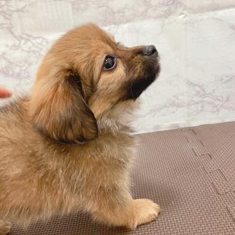 animal_image
