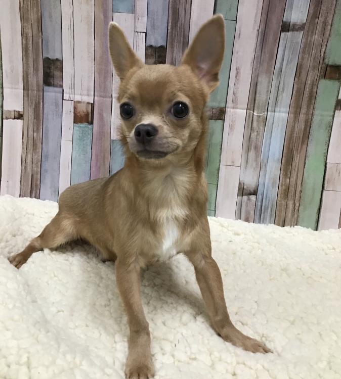 animal_image