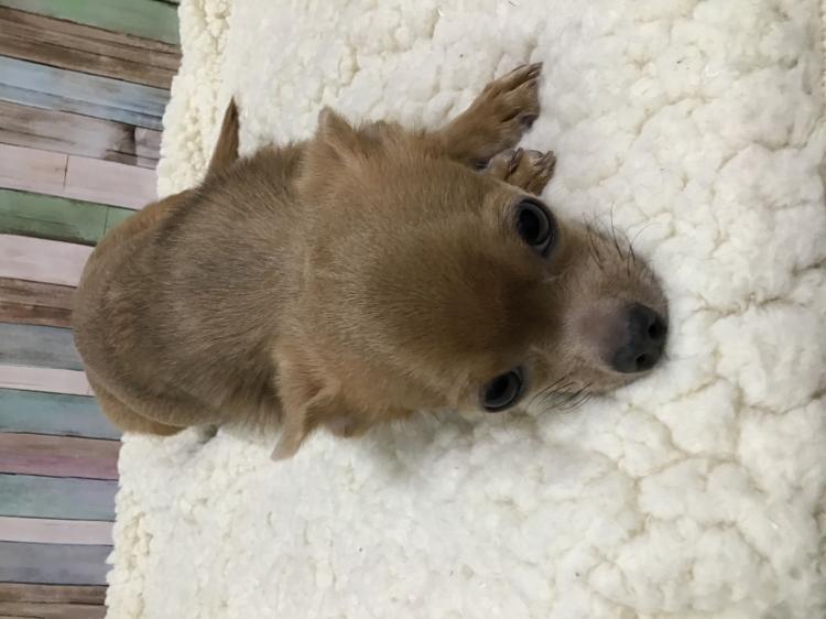 animal_image