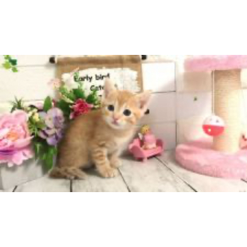 animal_image