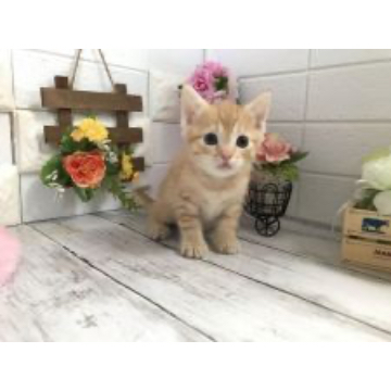 animal_image