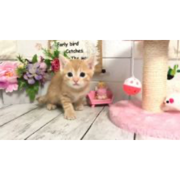 animal_image