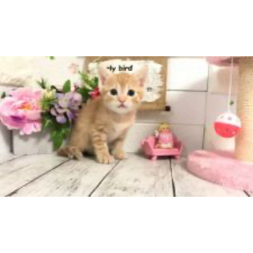 animal_image