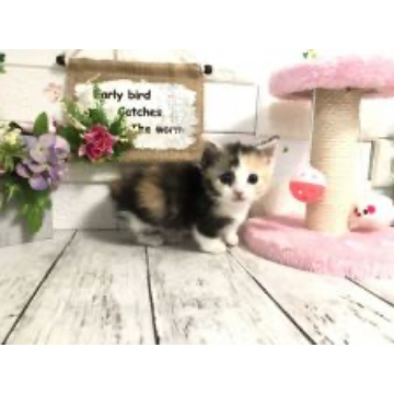animal_image