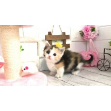 animal_image