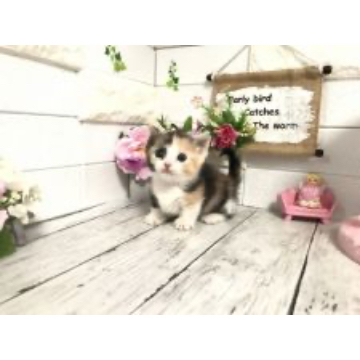 animal_image